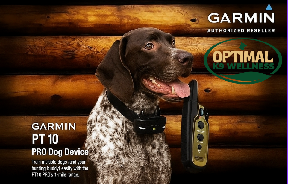 What is an E-Collar for a Dog and How Does it Work?