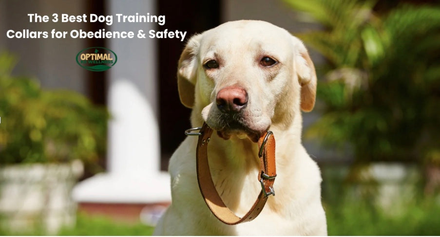 The 3 Best Dog Training Collars for Obedience & Safety
