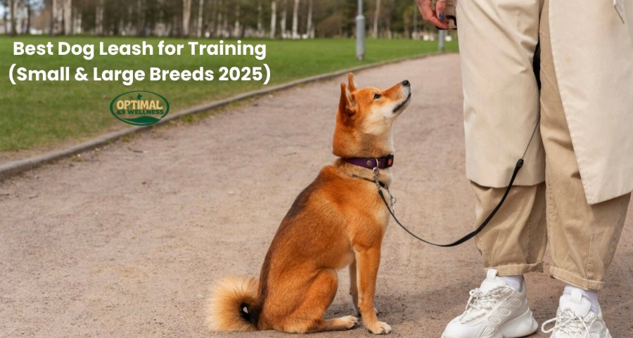 Best Dog Leash for Training (Small & Large Breeds 2025)