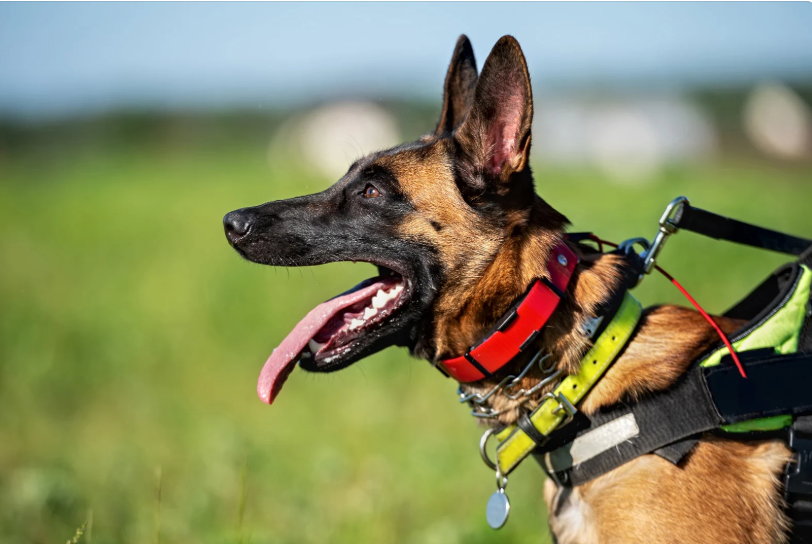 Best E Collar for Small Dogs: Safe Training for Tiny Breeds