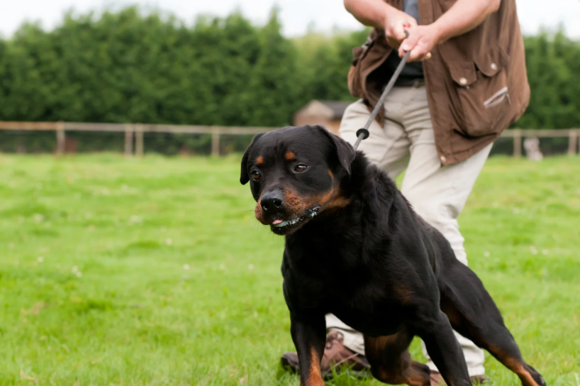 How to Stop Dog from Pulling on Leash: Training Guide That Works
