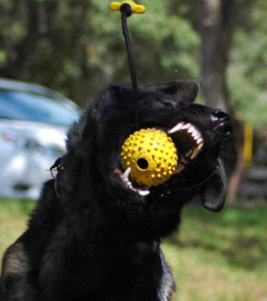Durable Euro ball with Rope & T-Handle